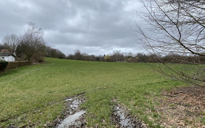 Langendreer bekommt einen neuen Wald aus 40.000 kleinen Bäumen