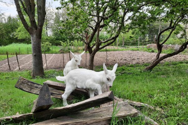 Schulgarten: Ziegen inklusive Nachwuchs bereichern die Widar Schule