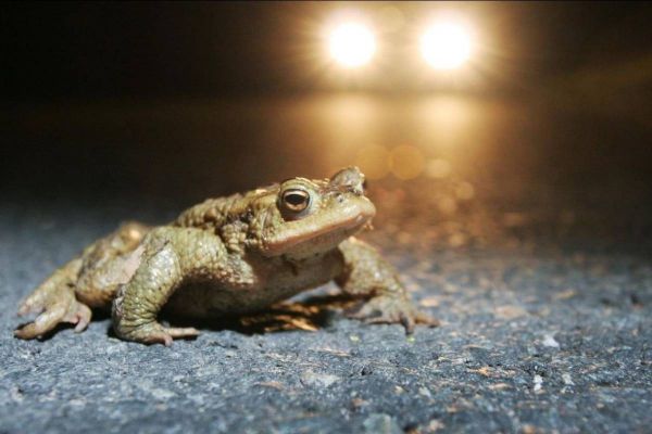 Wanderung der Amphibien hat begonnen