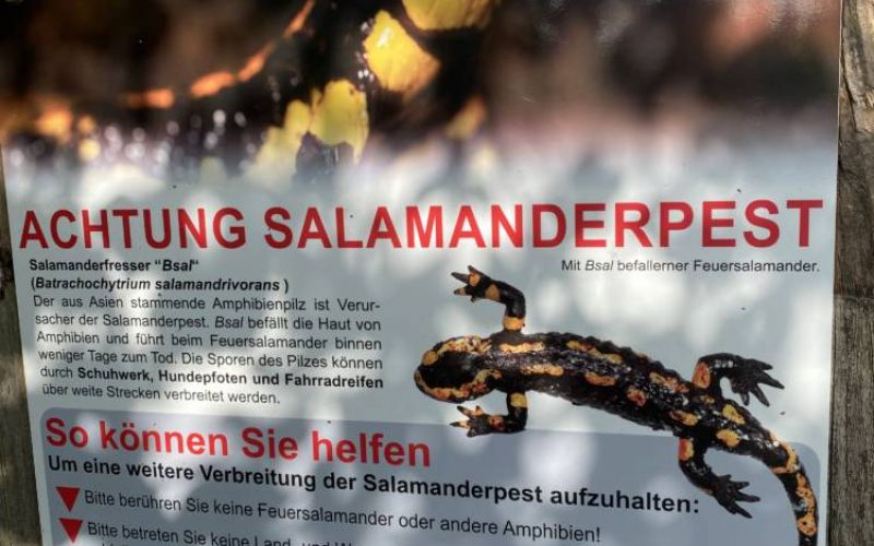 Salamander-Pest: Hautpilz rottet Feuersalamander aus