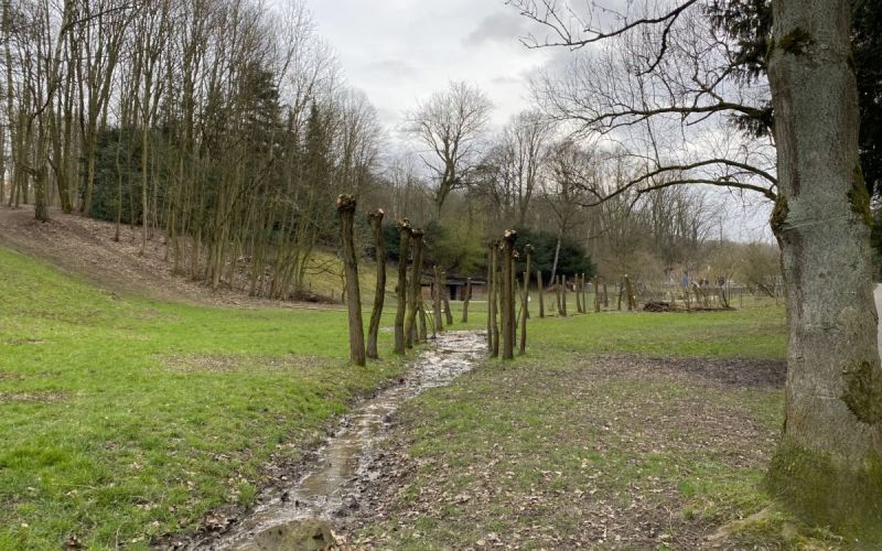 Kopfweiden ohne Köpfe