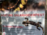Salamander-Pest: Hautpilz rottet Feuersalamander aus