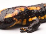 Feuersalamander