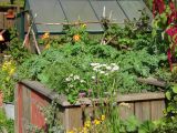 Schrebergartenkult: „Friedlicher Nachbar“ in Gerthe