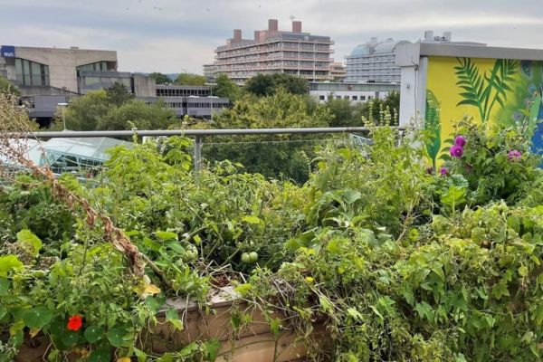 Terrasse der Bücherei Querenburg ist jetzt eine „Grüne Oase“