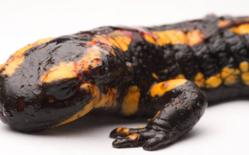 Feuersalamander