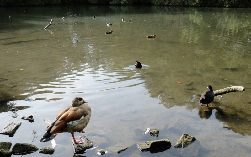 Teich im Volkspark Hiltrop wird ausgebaggert