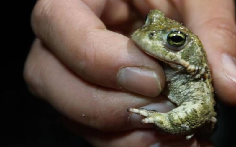 Kinder können Kleintierwelt auf der Zentraldeponie Kornharpen entdecken