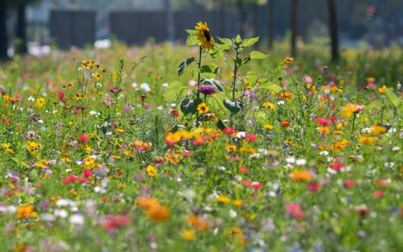 Langer Tag der StadtNatur 2021