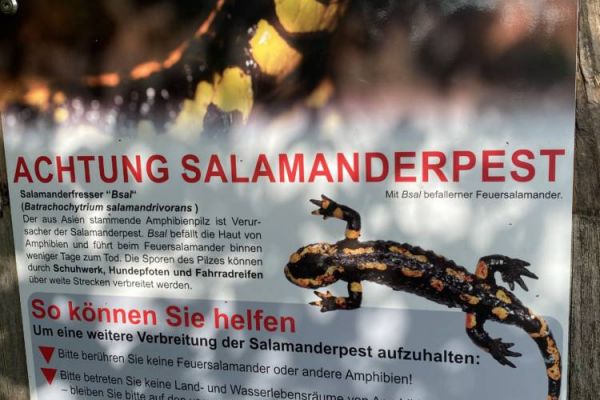 Salamander-Pest: Hautpilz rottet Feuersalamander aus