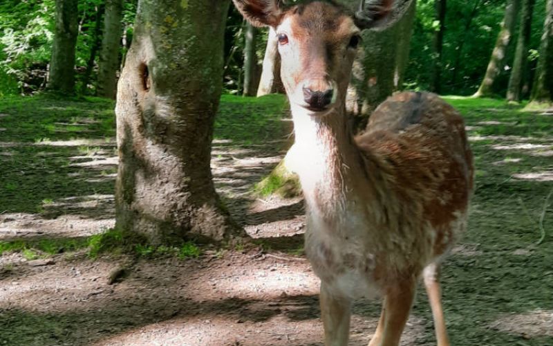 Erholung vor der Tür: Höntroper Südpark lädt zum Verweilen ein