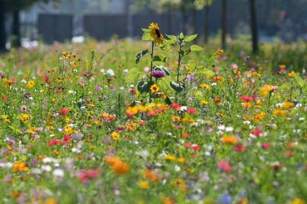 Langer Tag der StadtNatur 2021