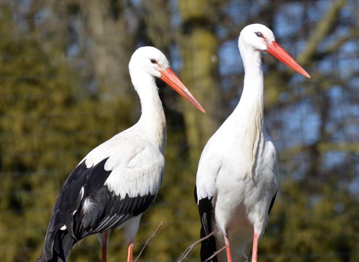 Die vier am 1. Maiwochenende geschlüpften Küken des Weißstorchpaars im Storcherlebnispark Wattenscheid haben es leider nicht geschafft. Foto: Tierpark Bochum