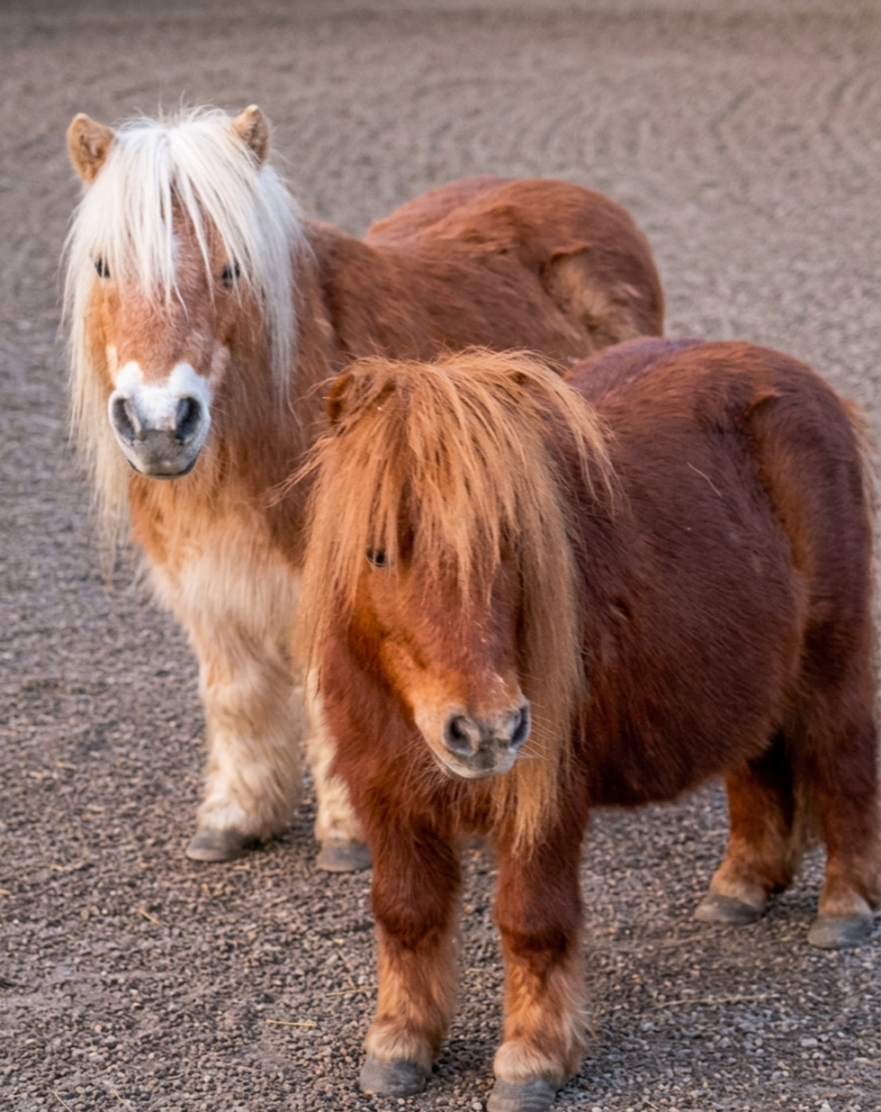 Auch zwei Ponys gehören zu den Schützlingen des Vereins. Foto: Gnadenhof