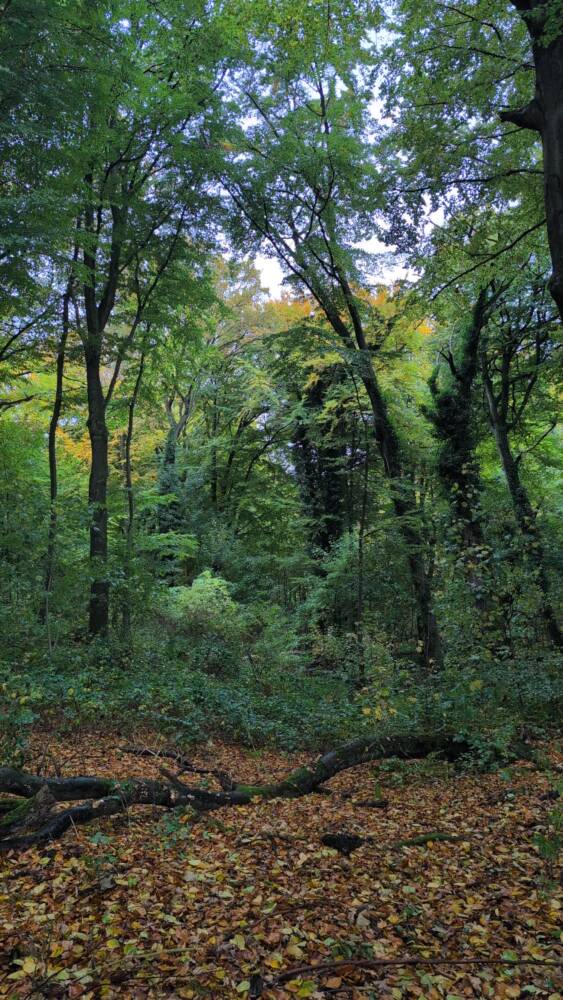 Weitere Herbstimpression von Gysenberg.