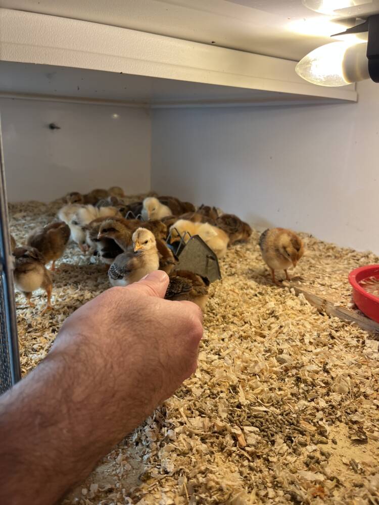 Huehnerzucht Waermekiste 1 2