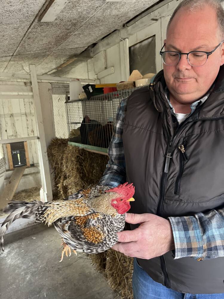 Huehnerzucht Zuchthahn 2