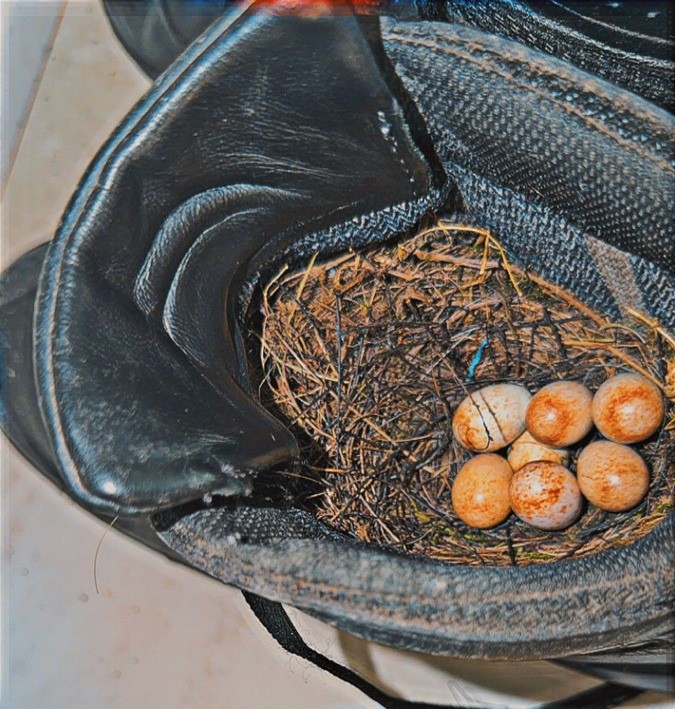 „Der Stiefel hat vorerst dienstfrei“, schreibt die Polizeipresseabteilung gutgelaunt über Ossis Nest auf der Wache Langendreer. Foto: Polizei