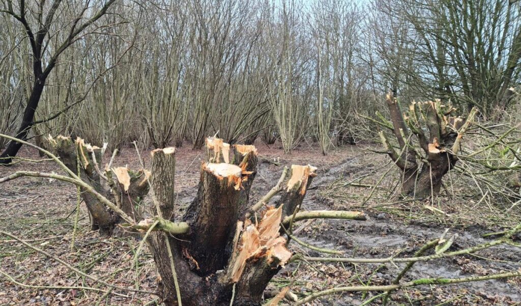 Radsportanlage Feldmark: 34 Bäume müssen weichen