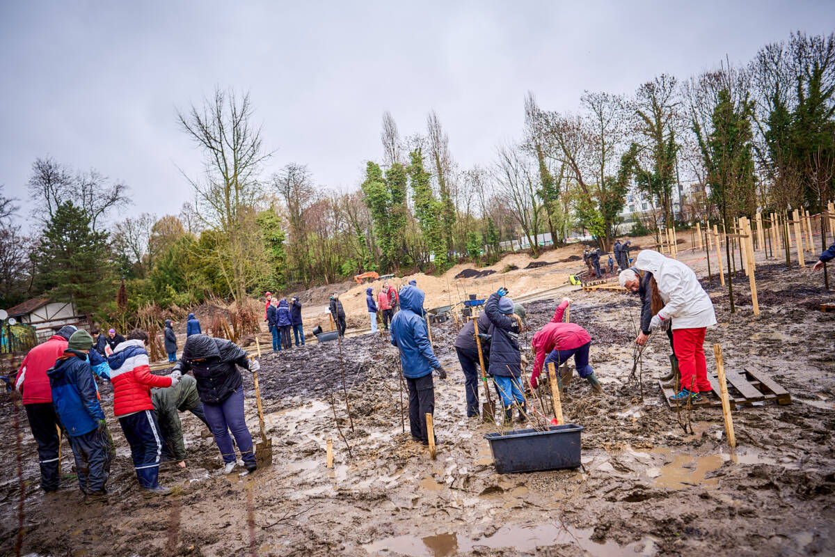 Viele Bürgerinnen und Bürger pflanzten an einem Wochenende Setzlinge auf den ehemaligen Betriebshof am Stadtgarten. Foto: DYenmez
