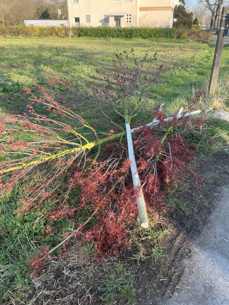 So übel sieht es an der Wiescherstraße in Bochum aus. Neun Jungbäume wurden abgesägt. Foto: Stadt Bochum