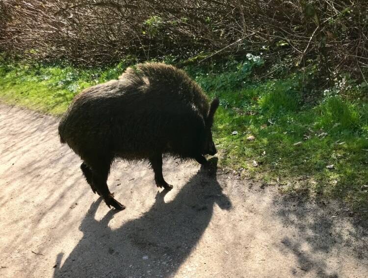 Die überraschende Begegnung mit dem Wildschwein hat Klaus-Dieter Gesk fotografiert. Das Tier wurde später laut Polizei von einem Jäger erschossen. Foto: Klaus-Dieter Gesk