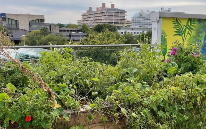 Terrasse der Bücherei Querenburg ist jetzt eine „Grüne Oase“