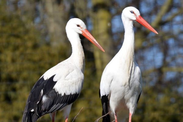 Die vier am 1. Maiwochenende geschlüpften Küken des Weißstorchpaars im Storcherlebnispark Wattenscheid haben es leider nicht geschafft. Foto: Tierpark Bochum