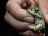 Kinder können Kleintierwelt auf der Zentraldeponie Kornharpen entdecken