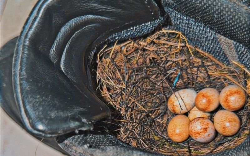 „Der Stiefel hat vorerst dienstfrei“, schreibt die Polizeipresseabteilung gutgelaunt über Ossis Nest auf der Wache Langendreer. Foto: Polizei