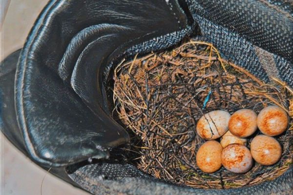 „Der Stiefel hat vorerst dienstfrei“, schreibt die Polizeipresseabteilung gutgelaunt über Ossis Nest auf der Wache Langendreer. Foto: Polizei