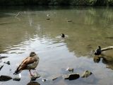Teich im Volkspark Hiltrop wird ausgebaggert