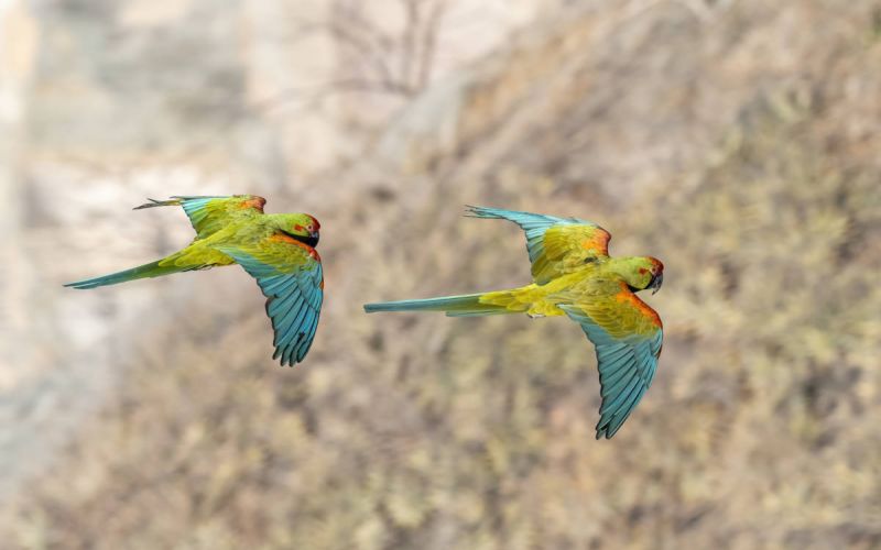 Der Gelbbrustara ist Zootier des Jahres 2023