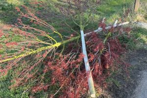 So übel sieht es an der Wiescherstraße in Bochum aus. Neun Jungbäume wurden abgesägt. Foto: Stadt Bochum