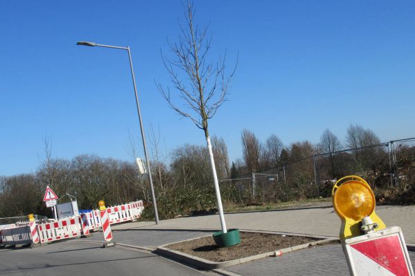 Zwölf neue Ahornbäume an der Feldmark