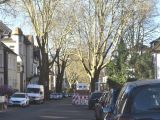 Baumfällung in der Graf-Adolf-Straße bleibt umstritten