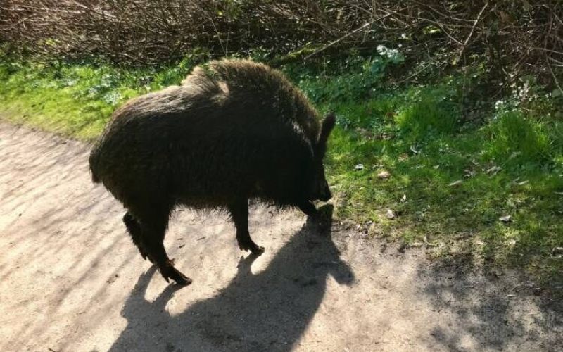 Die überraschende Begegnung mit dem Wildschwein hat Klaus-Dieter Gesk fotografiert. Das Tier wurde später laut Polizei von einem Jäger erschossen. Foto: Klaus-Dieter Gesk