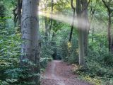 So stimmungsvoll, ruhig und schön ist es im Gysenberg. Das Landschaftsschutzgebiet besitzt eine große Pflanzen- und Tiervielfalt. Fotos: Carsten Krinke