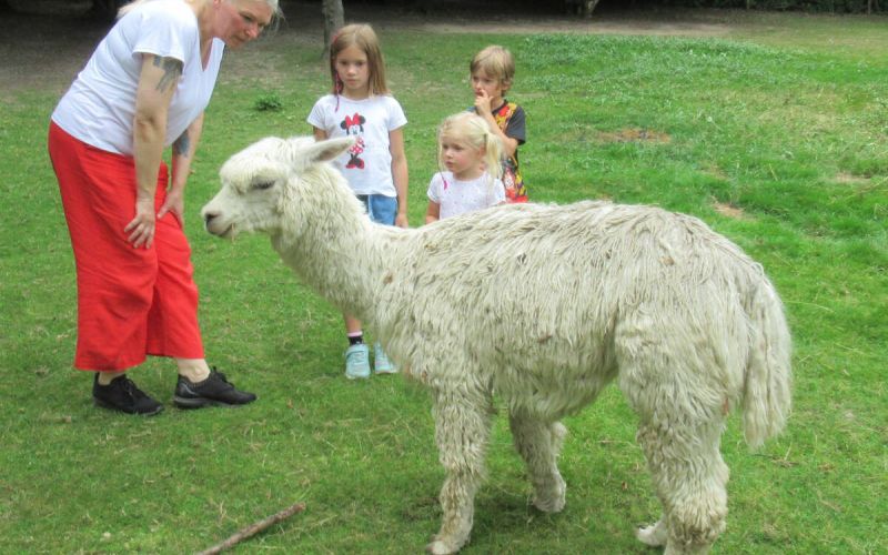 Palliativnetz Bochum: Trauerarbeit mit Alpakas