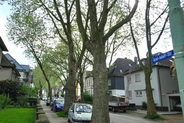 120 Jahre alte Platanen sollen weichen - Im Zuge der Umgestaltung der Graf-Adolf-Straße