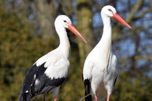 Die vier am 1. Maiwochenende geschlüpften Küken des Weißstorchpaars im Storcherlebnispark Wattenscheid haben es leider nicht geschafft. Foto: Tierpark Bochum