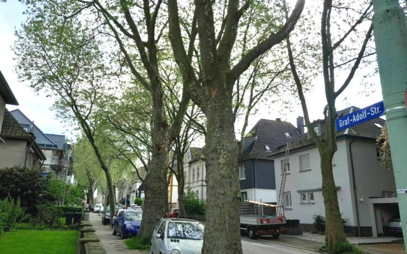 120 Jahre alte Platanen sollen weichen - Im Zuge der Umgestaltung der Graf-Adolf-Straße