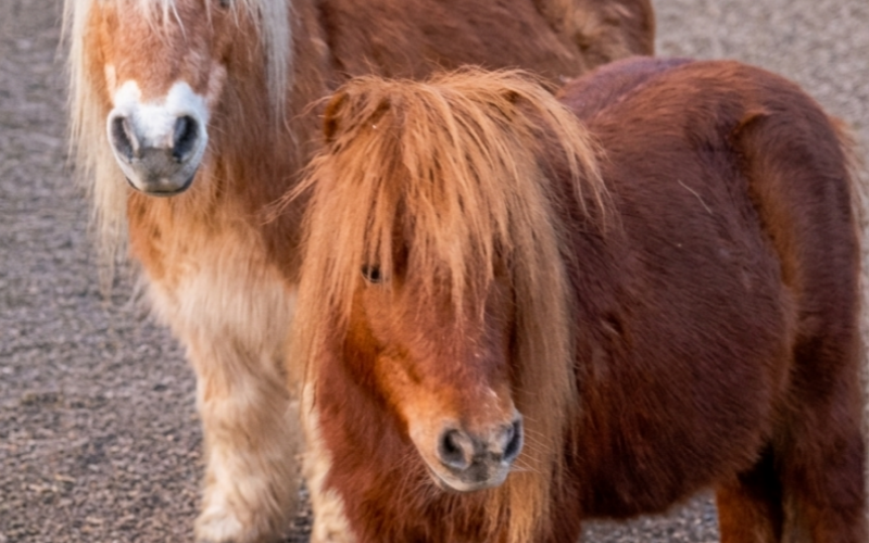 Auch zwei Ponys gehören zu den Schützlingen des Vereins. Foto: Gnadenhof