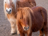 Auch zwei Ponys gehören zu den Schützlingen des Vereins. Foto: Gnadenhof
