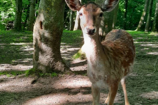 Erholung vor der Tür: Höntroper Südpark lädt zum Verweilen ein