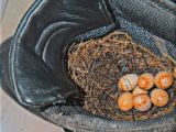 „Der Stiefel hat vorerst dienstfrei“, schreibt die Polizeipresseabteilung gutgelaunt über Ossis Nest auf der Wache Langendreer. Foto: Polizei