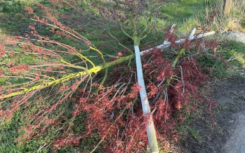 So übel sieht es an der Wiescherstraße in Bochum aus. Neun Jungbäume wurden abgesägt. Foto: Stadt Bochum