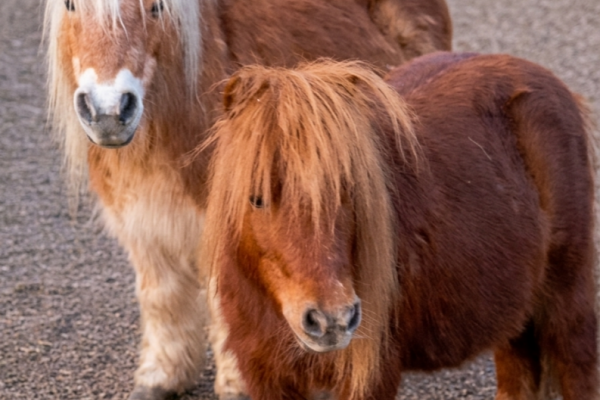 Auch zwei Ponys gehören zu den Schützlingen des Vereins. Foto: Gnadenhof
