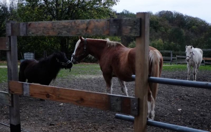 Ein Besuch beim Mensch-Tier-Begegnungshof