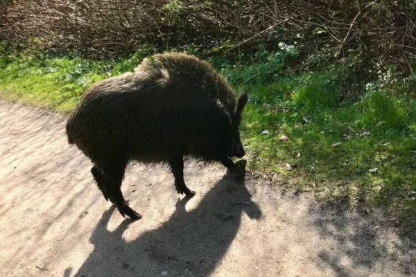 Die überraschende Begegnung mit dem Wildschwein hat Klaus-Dieter Gesk fotografiert. Das Tier wurde später laut Polizei von einem Jäger erschossen. Foto: Klaus-Dieter Gesk